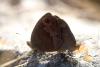 Erebia neoridas